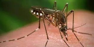 মুর্শিদাবাদে লাফিয়ে বাড়ছে ডেঙ্গু আক্রান্তের সংখ্যা 