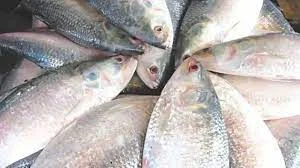 মিলবে না রুপোলি শস্য! ভারতে ইলিশ রফতানি রফতানিতে নিষেধাজ্ঞা জানিয়ে আইনি নোটিশ বাংলাদেশের