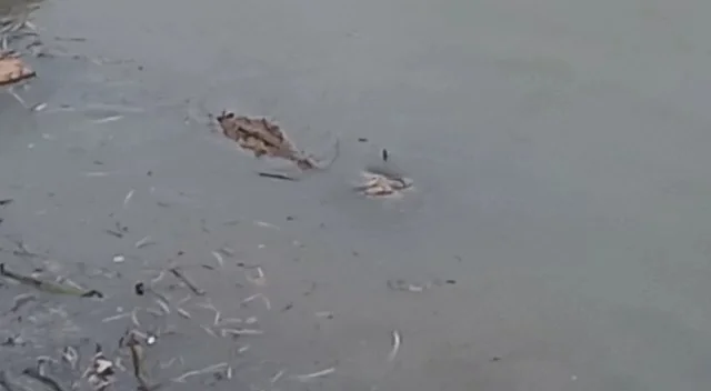 রায়দিঘির মনি নদীতে কুমির, এলাকায় চাঞ্চল্য