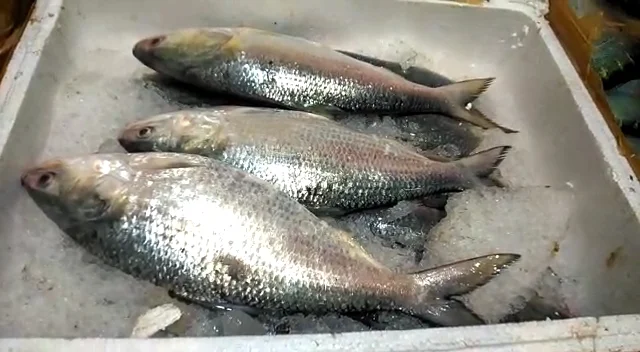 পুজোর আগেই হাওড়ার বাজারে ওপার বাংলার পদ্মার ইলিশ, খুশি ক্রেতা - বিক্রেতা সকলেই