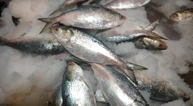পুজোর আগেই হাওড়ার বাজারে ওপার বাংলার পদ্মার ইলিশ, খুশি ক্রেতা - বিক্রেতা সকলেই