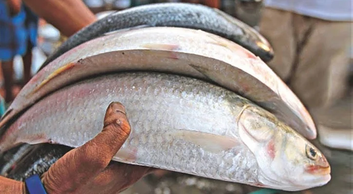 ভারতে ইলিশ রফতানি বাড়ানো আর উচিত হবে না; বাংলাদেশের মৎস ও প্রাণিসম্পদ মন্ত্রী