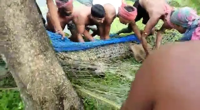 গৃহস্থের পুকুরে ৮ ফুট দৈর্ঘ্যের কুমির, রায়দিঘীতে হুলস্থূল