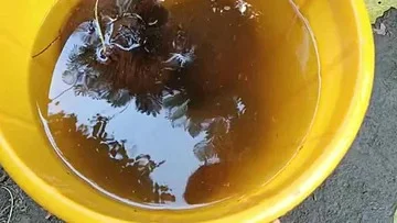 ভাঙড়ে সিপিএম নেতার বাড়ি থেকে বোমা উদ্ধার, গ্রেফতার