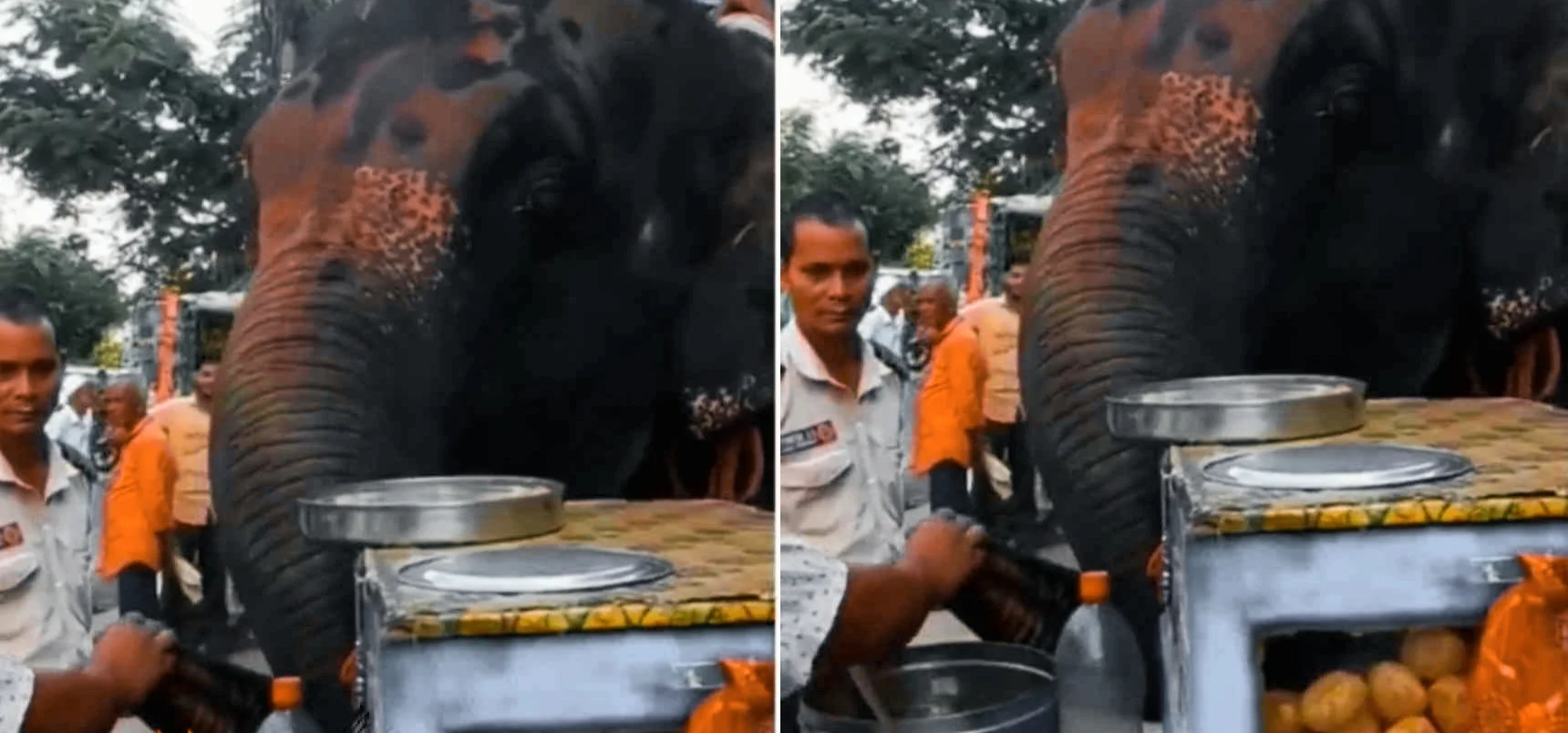 টকজল দিয়ে গপগপিয়ে ফুচকা খাচ্ছে হাতি, নিজের চোখেই দেখুন এই ভাইরাল ভিডিও