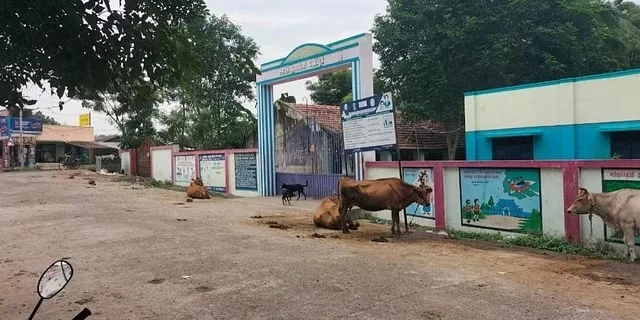প্রাথমিক স্কুল নাকি গরুর গোয়াল! উপচে পড়ছে গোবর, প্রবেশপথে বাঁধা গবাদিপশু, ক্ষুদ্ধ অভিভাবকরা