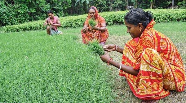 পুজোর মরশুমে দেদার বিক্রি দূর্বা ঘাসের