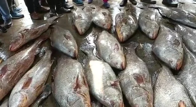 দীঘার সমুদ্রে মিলল প্রায় কোটি টাকার ২২টি তেলিয়া ভোলা