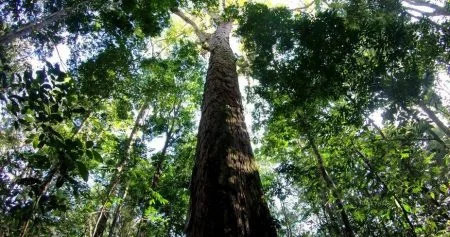 আমাজনের সবচেয়ে লম্বা গাছের সন্ধান!