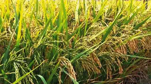 অতিবৃষ্টির জের! জলের তলায় ফসল, হতাশায় আত্মঘাতী কৃষক