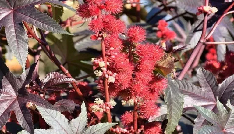 বিশ্বের সবচেয়ে বিষাক্ত ফুলগাছ ‘রিসিনাস কমিউনিস’