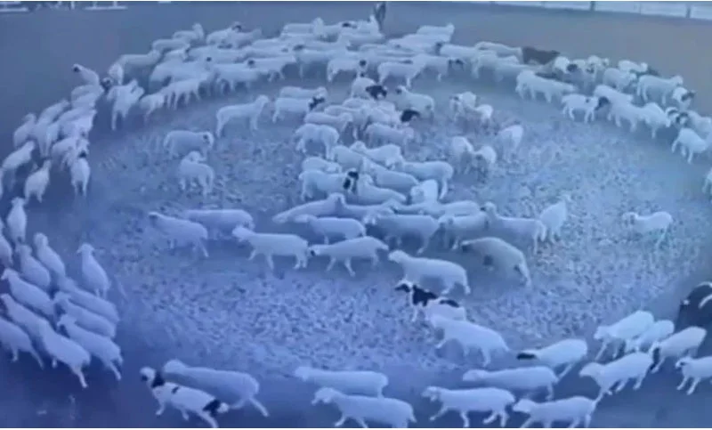 ১২ দিন ধরে চক্রাকারে কেন ঘুরছে ভেড়ার দল?