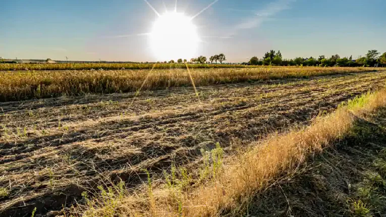 ইউরোপে চলতি বছর তাপপ্রবাহে ১৫ হাজার মানুষের মৃত্যু
