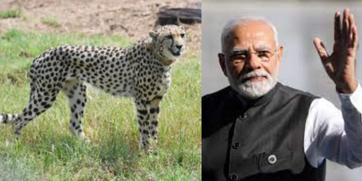 নামিবিয়া থেকে ভারতে আসা চিতার প্রথম শিকার, ট্যুইটে শুভেচ্ছাবার্তা মোদির