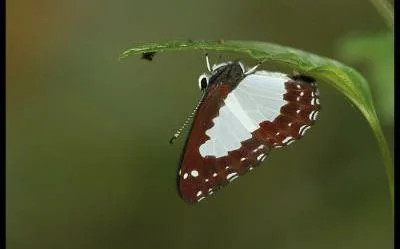 অরুণাচল প্রদেশের পর বক্সায় হদিস মিললো বিরল প্রজাপতি 'কলম্বাইন' -এর