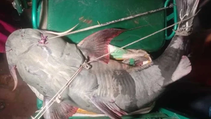 মৎস্যজীবীদের বড়শিতে ধরা পড়ল ৬২ কেজি ওজনের বাগাড় মাছ! দাম উঠল ১ লক্ষ টাকা