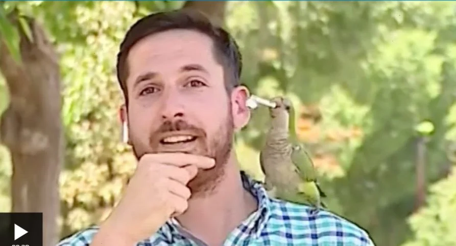 ডাকাতির ঘটনার লাইভ করতে এসে টিয়া ছিনতাই করল সাংবাদিকের ইয়ারফোন, দেখুন ভাইরাল ভিডি