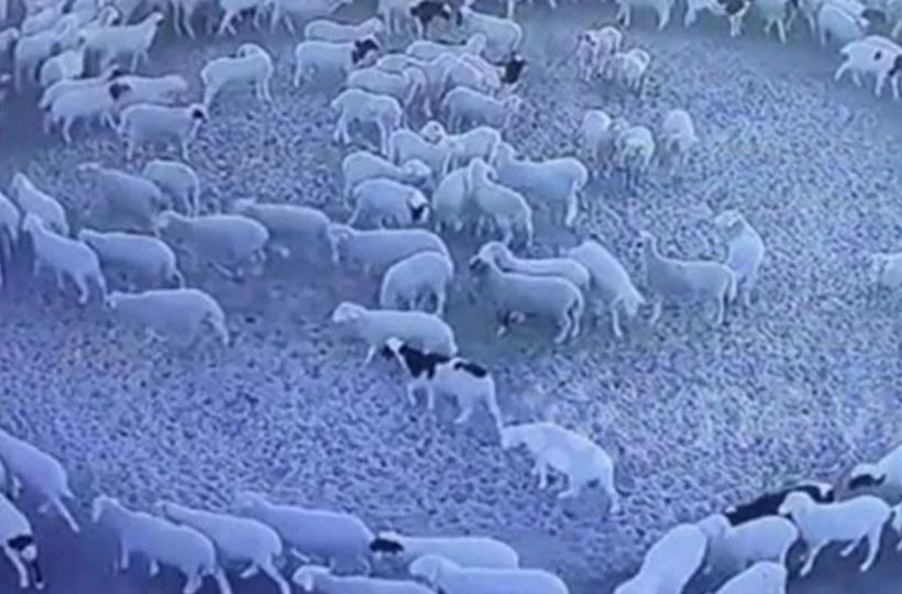 ১২ দিন ধরে চক্রাকারে কেন ঘুরছে ভেড়ার দল?