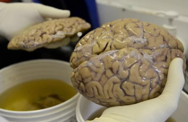 ১০ হাজার মানুষের মগজ চুরি ডেনমার্কে!