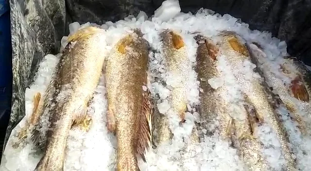 ডায়মন্ডহারবারে জেলেদের জালে ৫ ফুট লম্বা,মোট ১৮ পিস নড়ে ভোলা মাছ বিক্রি হল ২ লক্ষ টাকায়