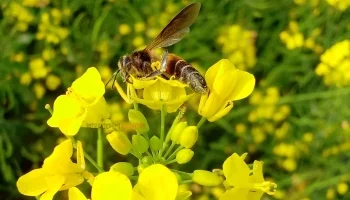 পরিকল্পনার অভাবে থমকে রয়েছে আলিপুরদুয়ার জেলার মৌমাছি পালনের প্রকল্প