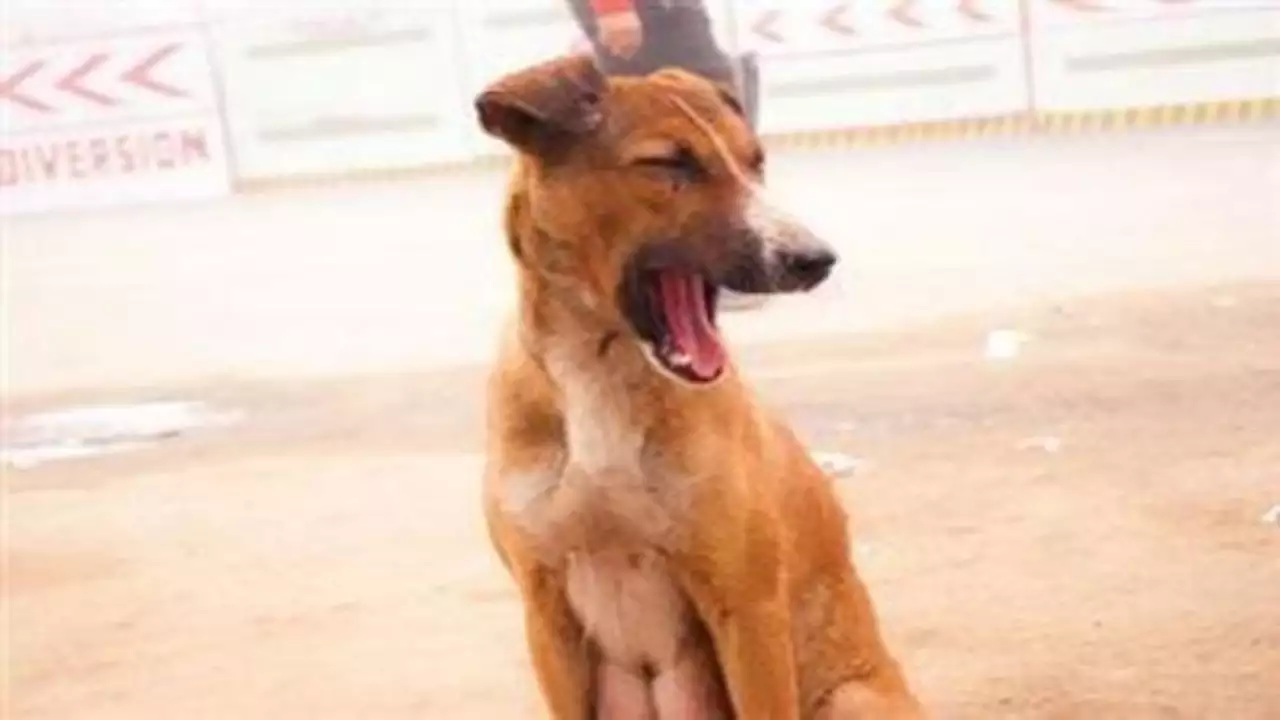 মহিলা চিকিৎসালয়ের সামনে কুকুরের মুখে মৃত সদ্যোজাত, চাঞ্চল্য