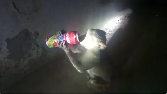 বিয়ার খাচ্ছে বাঁদর! ভাইরাল ভিডিও