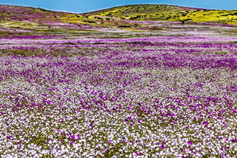 পাহাড়ে উৎপাদিত ফল-ফুল বিদেশে রফতানির উদ্যোগ রাজ্যের