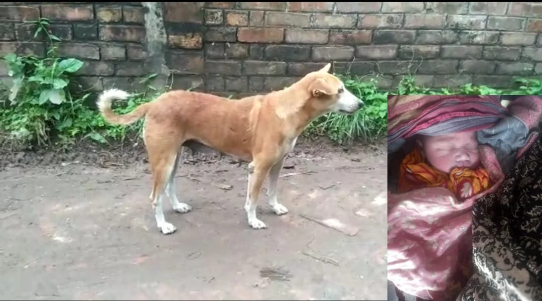 সাত সকালে সারমেয়র চিৎকারে ফুল তুলতে গিয়ে সদ্যোজাত শিশু কন্যা  উদ্ধার