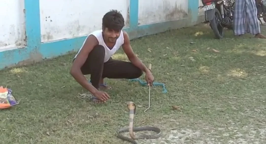 পেশা নয়, সাপ ধরে  মানুষকে বাঁচানোই আব্দুল্লাহর কাজ