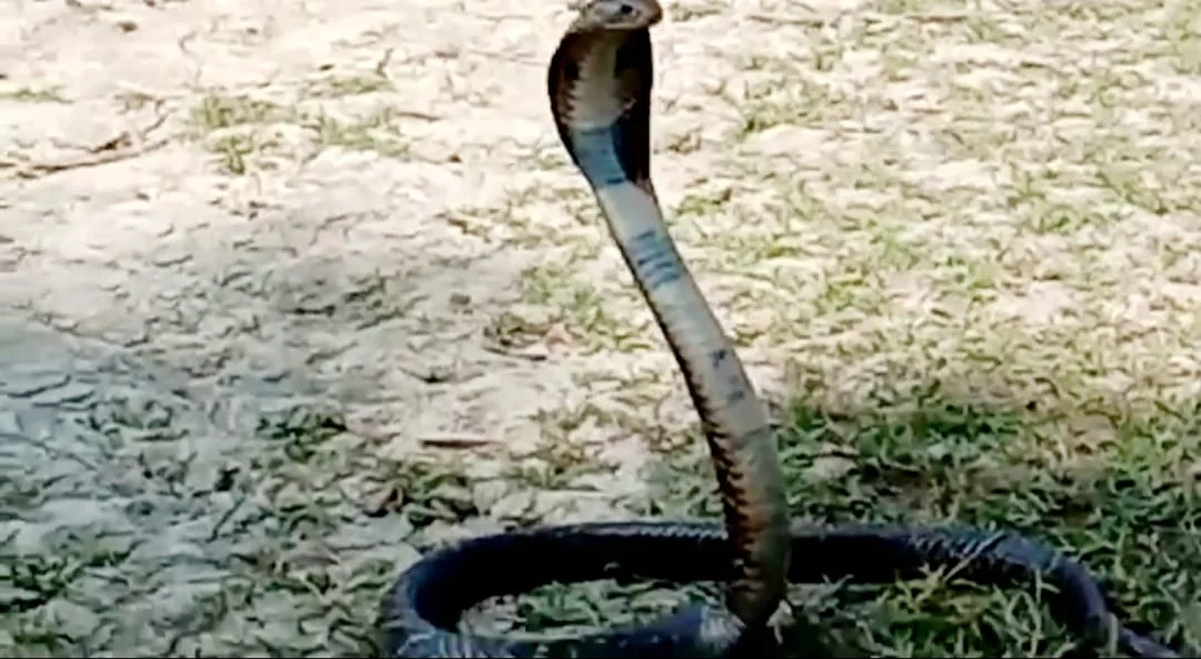 পেশা নয়, সাপ ধরে  মানুষকে বাঁচানোই আব্দুল্লাহর কাজ