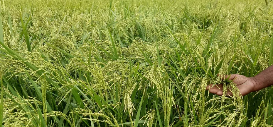 ফসলি জমির পরিমাণ কমছে মার্কিন খাদ্য নিরাপত্তা হুমকির মুখে  