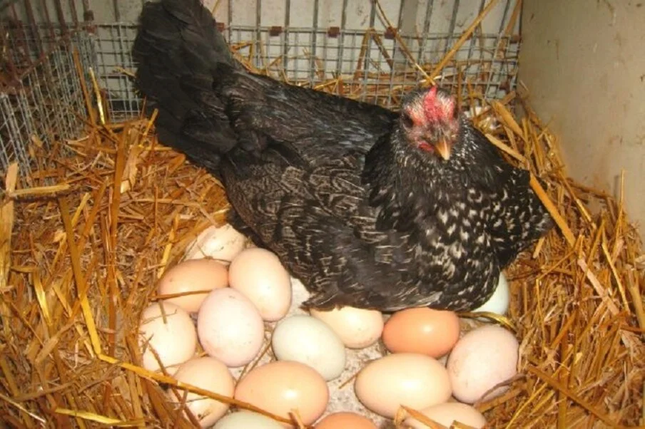 একদিনে ৩১ টি ডিম পাড়ল মুরগি! তাজ্জব ঘটনা উত্তরাখণ্ডে   