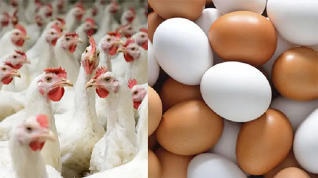 ডিমের দামে আগুন, পোল্ট্রি ৭, দেশি ১২