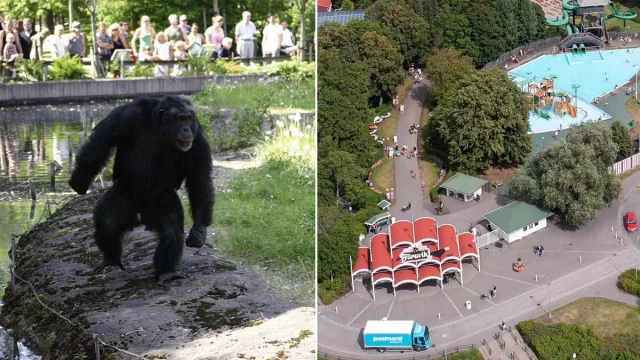 ৩ শিম্পাজিকে গুলি করে হত্যা