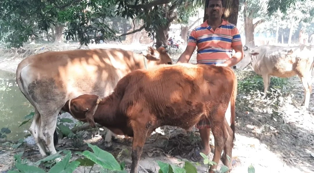 প্রাণিসম্পদ বিকাশ সপ্তাহে  উন্নত গবাদি পশুর প্রদর্শনী ও স্বাস্থ্য পরীক্ষা  শিবির