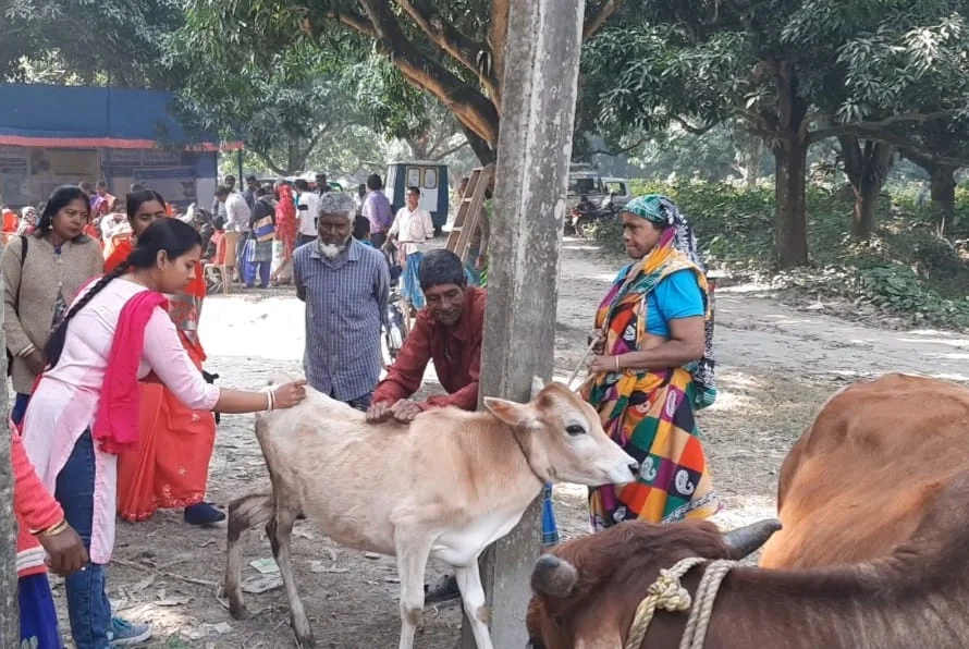 প্রাণিসম্পদ বিকাশ সপ্তাহে  উন্নত গবাদি পশুর প্রদর্শনী ও স্বাস্থ্য পরীক্ষা  শিবির