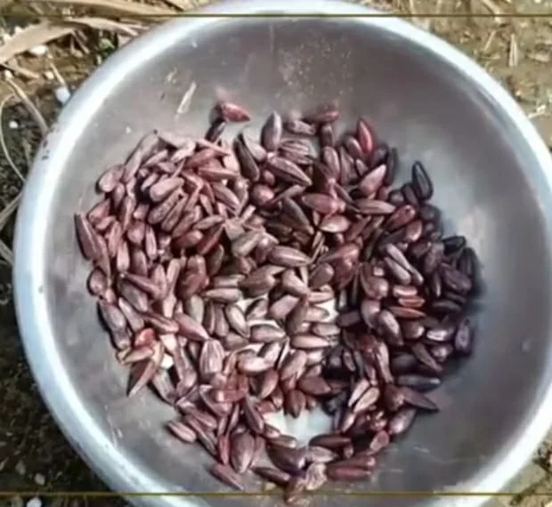 সুন্দরবনের মথুরাপুরে শুরু হয়েছে পরীক্ষা মূলক ভাবে বিনা কর্ষণে সূর্যমুখীর চাষ