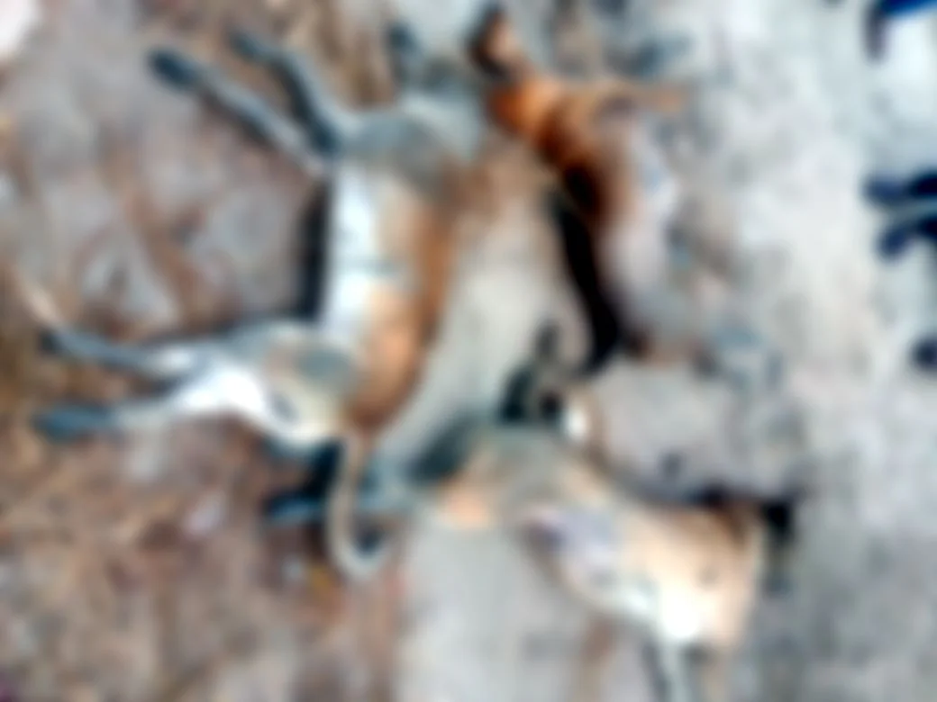 কুলতলিতে ইলেকট্রিক শক দিয়ে একাধিক সারমেয়কে হত্যার অভিযোগে আটক দুই