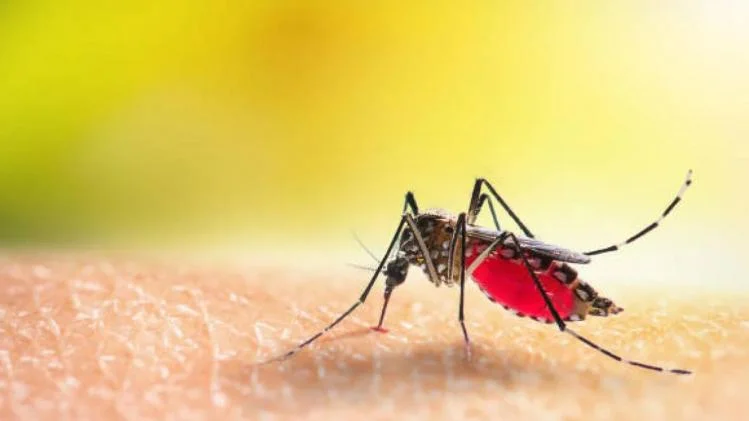 শহরে ফের ডেঙ্গু আক্রান্তের মৃত্যু