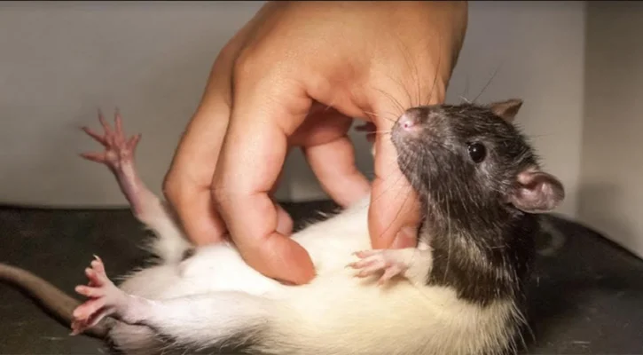 ইঁদুর শিকারি চায় নিউইয়র্কে, কোটি টাকা বেতন