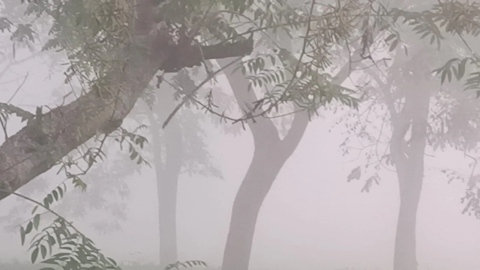 ঘন কুয়াশার চাদরে ঢাকলো গোটা ডুয়ার্স