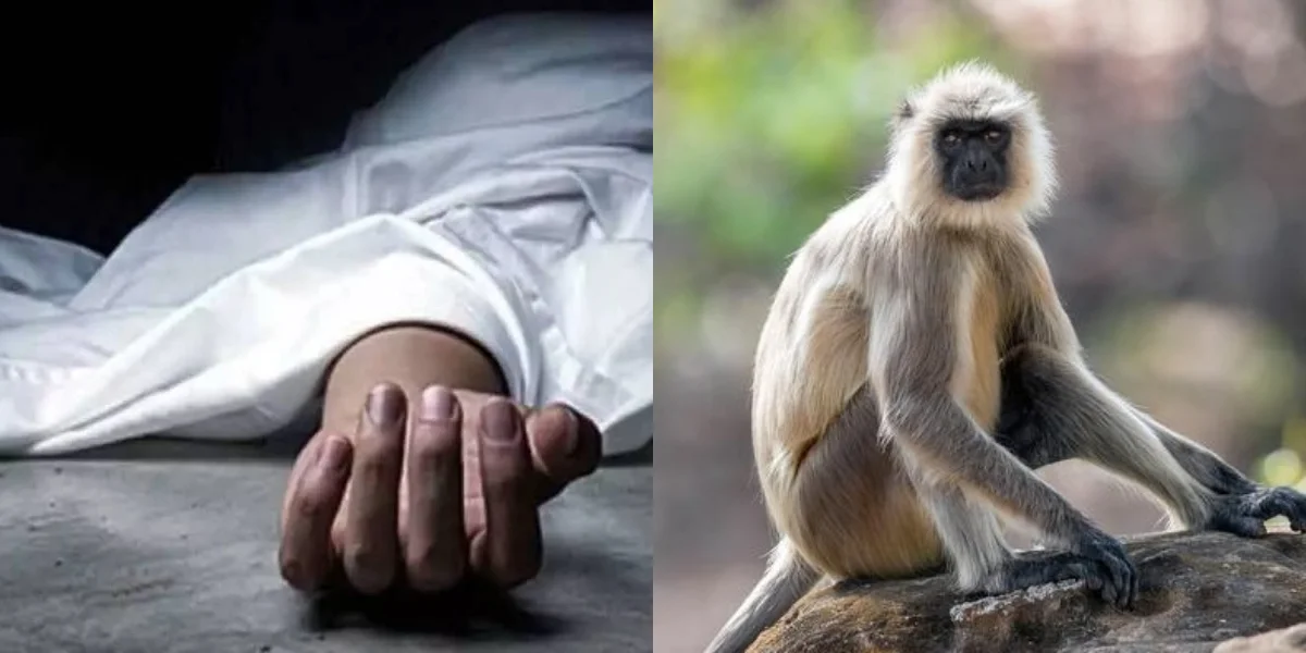 হনুমানের সঙ্গে সেলফি! পাহাড়ের উপর থেকে ৫০০ ফুট গভীর খাদে পড়ে মৃত যুবক