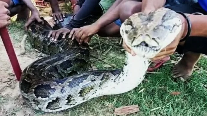 জলাশয় থেকে উদ্ধার ১২ ফুট লম্বা অজগর