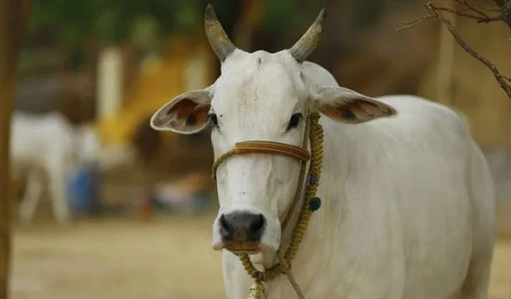 ‘গোহত্যা বন্ধ হলে পৃথিবীর সব সমস্যার সমাধান হয়ে যাবে’- গুজরাত আদালত