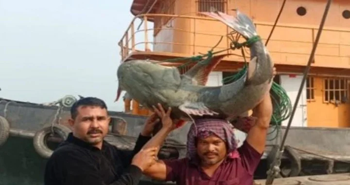 গোয়ালন্দে ২৭ কেজি ওজনের বাঘাইড় নিলামে বিকোল সাড়ে ৩২ হাজার টাকায়