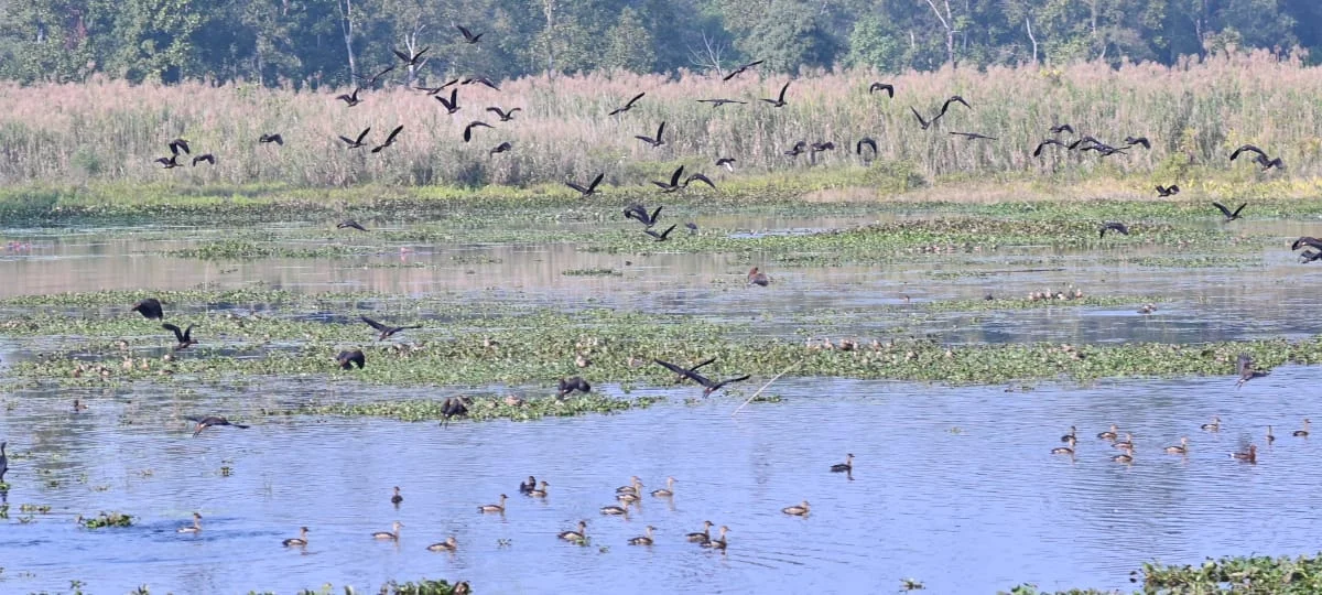 বনদফতরের চরম উদাসীনতায় ডুয়ার্সের গোঁসাইয়ের হাট  ইকো পার্ক হারাচ্ছে তার জৌলুস
