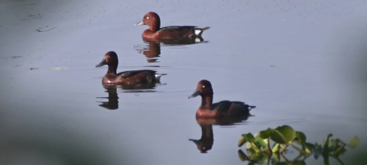 বনদফতরের চরম উদাসীনতায় ডুয়ার্সের গোঁসাইয়ের হাট  ইকো পার্ক হারাচ্ছে তার জৌলুস