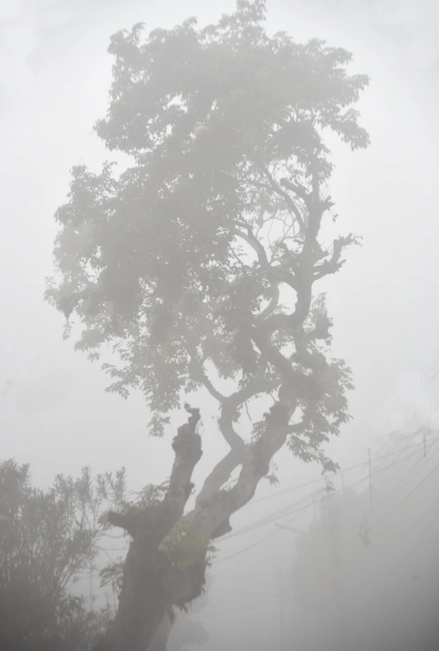 ঘিরে ধরে কুয়াশা যখন, চেনা ময়দানের অচেনা ছবি, দেখুন ফটো গ্যালারি