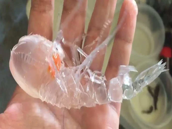 কাঁচের মত স্বচ্ছ, পেটে কমলা ডিম, কে এই হাইপেরিড, দেখুন ভাইরাল ভিডিও  